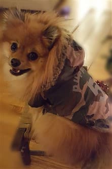 winter-coat-for-pomeranian